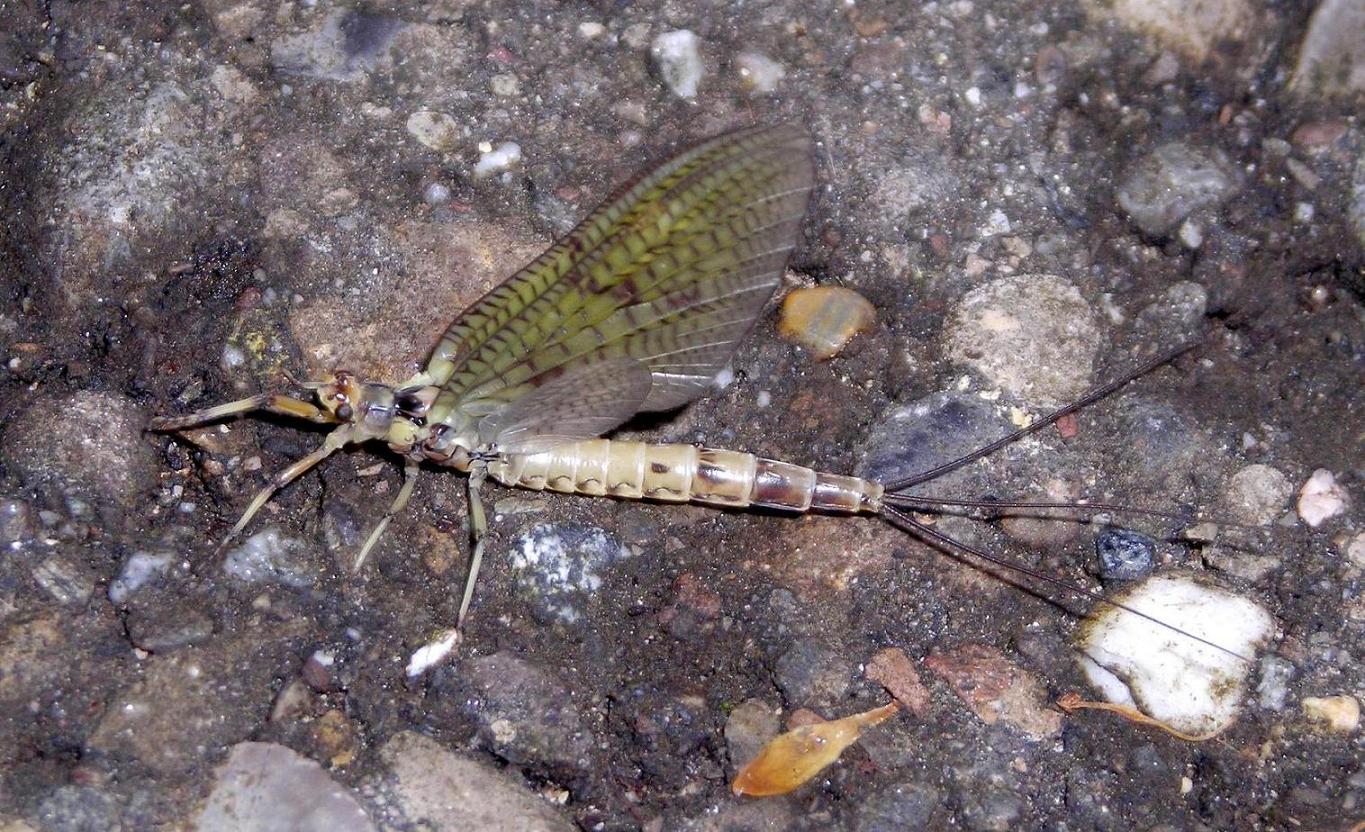 Ephemera danica subimago femmina